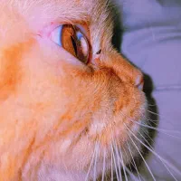 واگذاری گربه ملوس|گربه|دوگنبدان, |دیوار