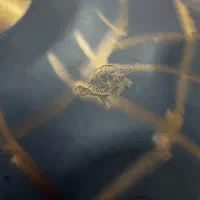 ساز هنگدرام|درام و پرکاشن|قدس, شهر‌قدس|دیوار