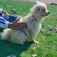 سگ پاکوتاه  شیتزو