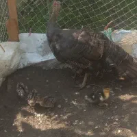 جوجه بوقلمون و اردک اسرائیلی با مادر