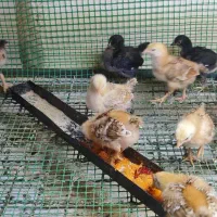 جوجه زینتی قیمت مناسب