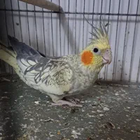 فروش فوری عروس هلندی بالغ|پرنده|قم, شاه سید علی|دیوار