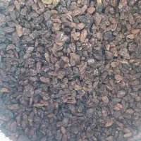 آفتابی کاشمر