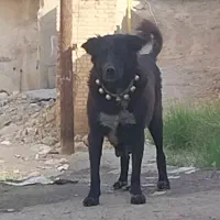 ماده قدرجونی|سگ|اهواز, کوی رمضان|دیوار