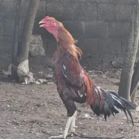 خروس لاری قلم سبز