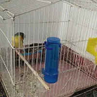 قناری|پرنده|شاهرود, |دیوار