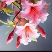 راهنمایی کنید
