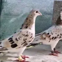 فروش تعدادی شیخی، سیاه، قزوینی ، چادری