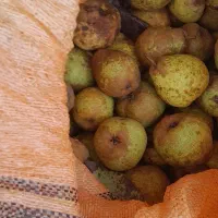 خوج آبدار درجه یک