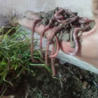 کرم خاکی طعمه ماهیگیری|ماهیگیری|فردیس, شهرک وحدت|دیوار