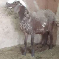 قوچ افشاری و بره|حیوانات مزرعه|ابرکوه, |دیوار