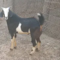 کهره نر هم برای گوشتی و هم برای داشت