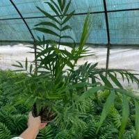 عرضه گل وگیاه آپارتمانی ویزیت درمنزل ومشاوره|گل و گیاه طبیعی|کاشان, ولیعصر|دیوار