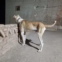 سگ باهوش|سگ|خوشاب, |دیوار