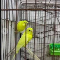 مرغ عشق هلندی|پرنده|اهواز, کوی سعدی|دیوار