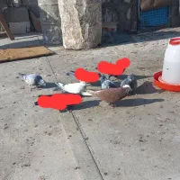 کبوترپلاکی وعرب وگوقویروخ