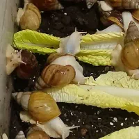 حلزون آلبینو