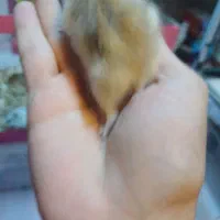 همستر کمپل خانواده|موش و خرگوش|اصفهان, مهدی آباد|دیوار