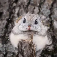 خرگوش چینچیلا