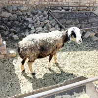 میش گوسفند