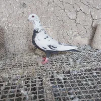 پلاکی ماده|پرنده|ابریشم, |دیوار