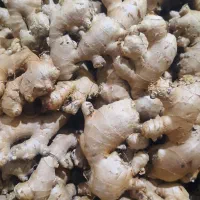 زنجبیل تازه   بدون خرابی وضایعات