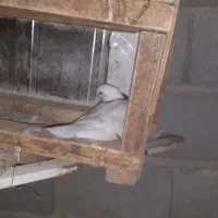 کبوترها|پرنده|طبس, |دیوار