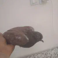 جوجه دم سرور