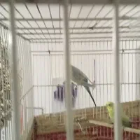 یک جفت عروس هلندی یک جفت مرغ عشق|پرنده|مشهد, گلشور|دیوار