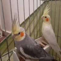 عروس هلندی جفت صحبت میکنه بدون قفس