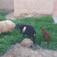 فروش میش بره دار