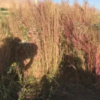 جارو محلی درجه یک|لوازم نظافت|زاغه, |دیوار