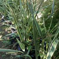 انواع گل  کنف زیتون تلخ شمشاد نعنایی اختر