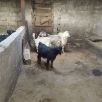 4عددبزنرجوان برای قصابی