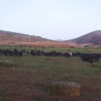 کارگر  دامداری|استخدام سرایداری و نظافت|شیروان (لرستان), |دیوار