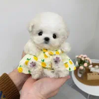 پودل تی کاپ فنجونی|سگ|یزد, |دیوار