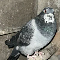 کبوتر پلاکی ، مفلق اصفهانی|پرنده|نجف‌آباد, جعفرآباد|دیوار