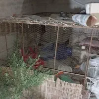 قفسه برای مرغ و کبوتر