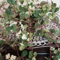 گل اویز|گل مصنوعی|ملایر, |دیوار