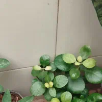 گیاه|گل و گیاه طبیعی|آبدانان, |دیوار