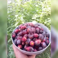 خرما مشکی درجه یک