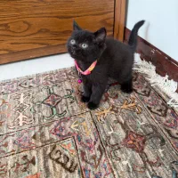 گربه اسکاتیش بریتیش|گربه|پرند, فاز ۴|دیوار