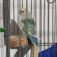 طوطی برزیلی نر