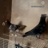 نرماده پولکی المانی کاکلی