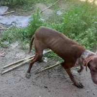 سگ شکاری دنبلان یاب حرفه ایی