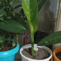 ۴گل دلفین به فروش می رسد|گل و گیاه طبیعی|پیر سلیمان, |دیوار