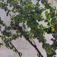 تمیزکردن باغ وخدمات