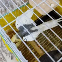 عروس هلندی نر آلبینو دوکت|پرنده|احمدآبادمستوفی, |دیوار