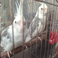 عروس هلندی ابلغ آلبینوفروشی