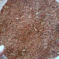 بذر کاملینا